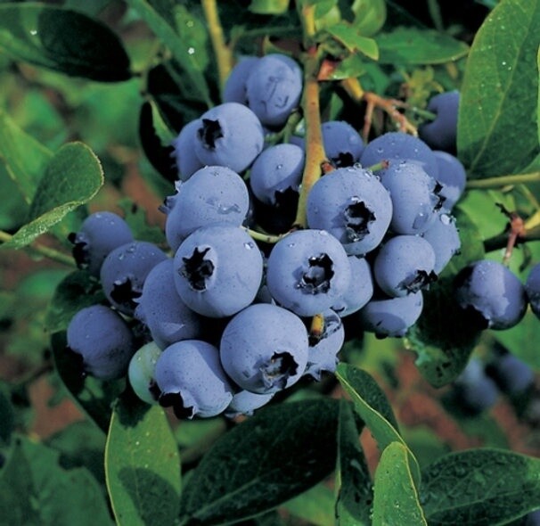 Blueberry Powder Blue
