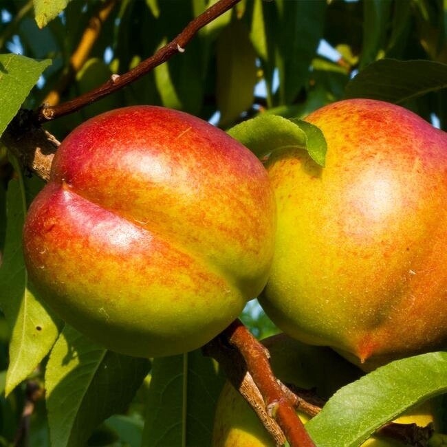 Nectarine Fantasia