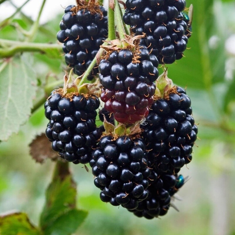 Blackberry - Black Satin