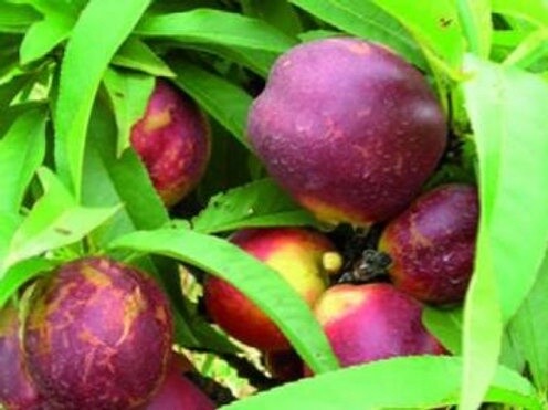 Nectarine Summerblush