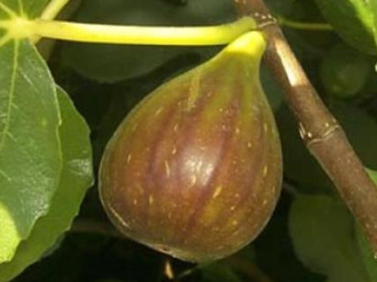 Fig Mrs William