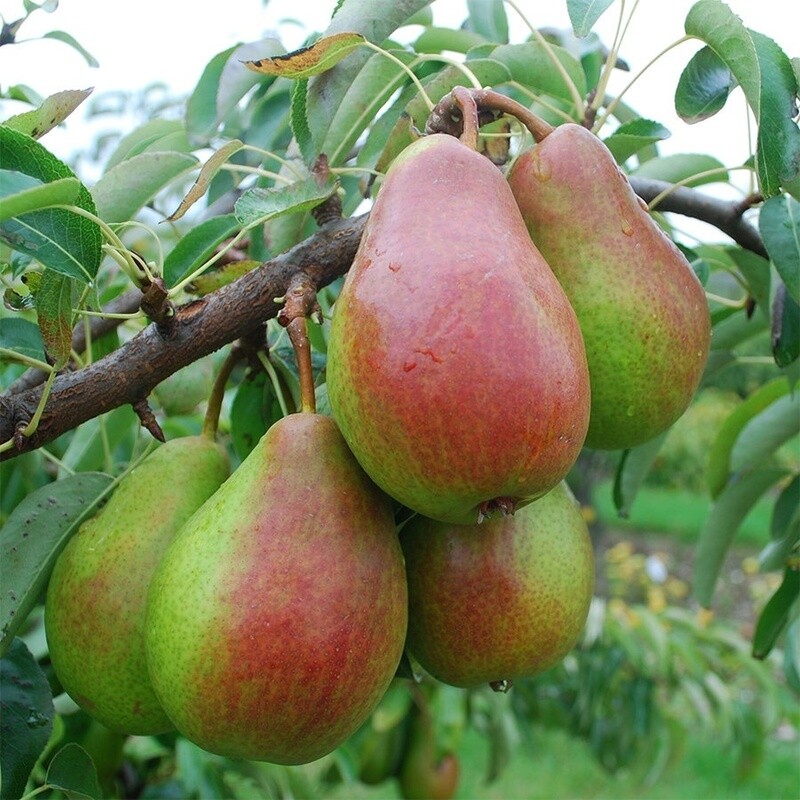 Pear Louise Bonn Jersey