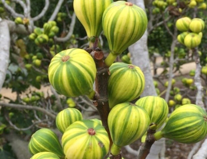 Fig Panache