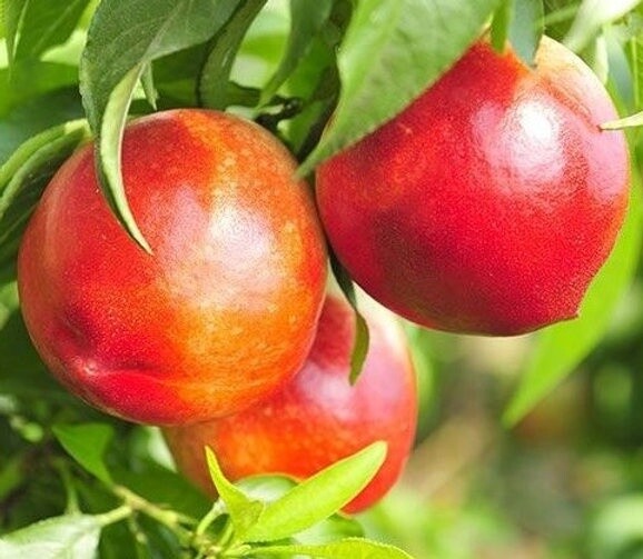 Nectarine Red Gold
