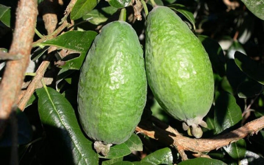 Feijoa Apollo