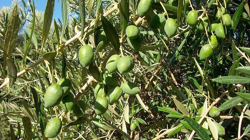 Olive Picual