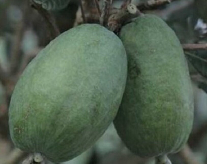 Feijoa Den&#39;s Choice