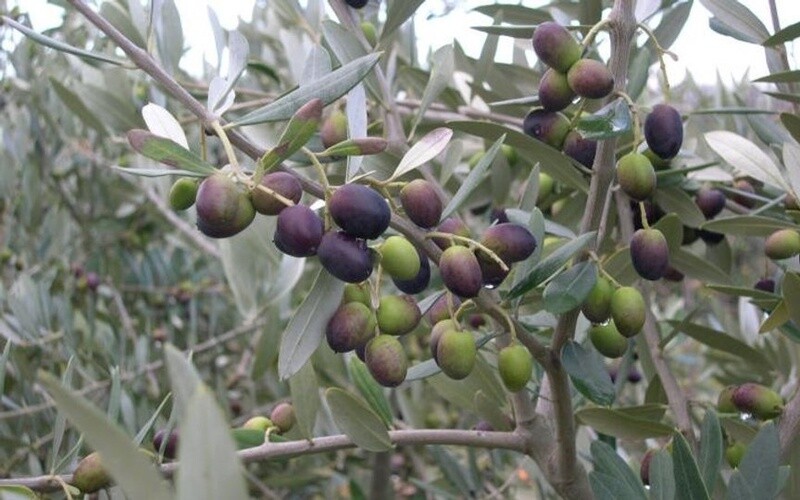 Olive Leccino