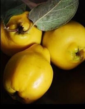 Quince Taihape