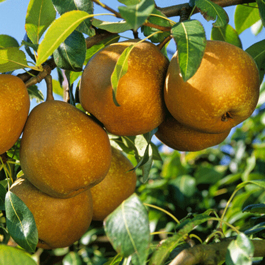 Pear Doyenne Du Comice