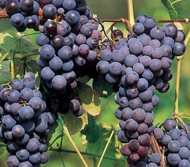 Grape Buffalo