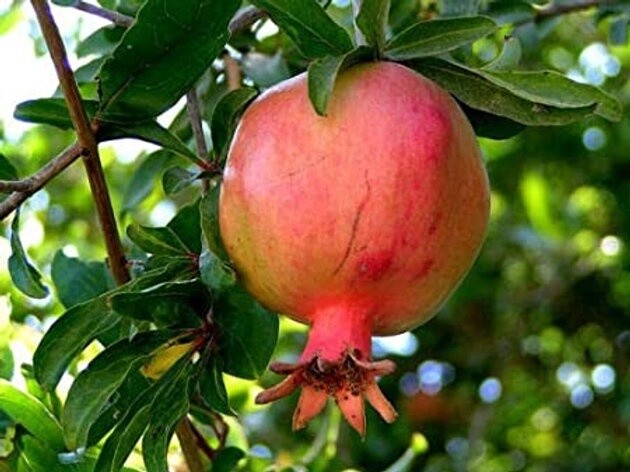 Pomegranate Granatum