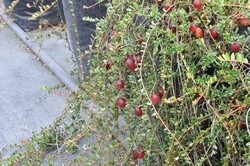 Cranberry - Bergman