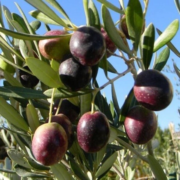 Olive Manzanilla