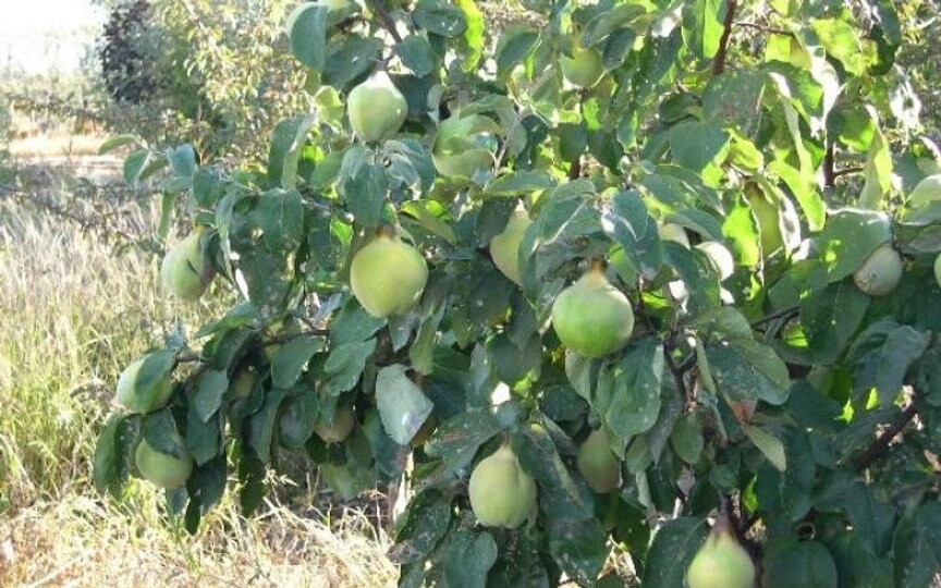 Quince Smyrna