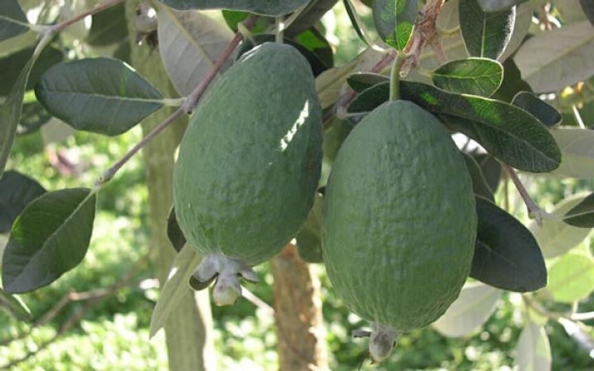 Feijoa Triumph