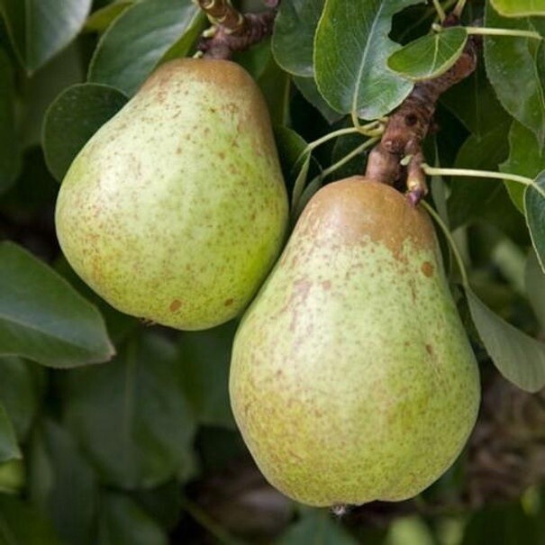 Pear Williams Bon Chretien (Bartlett)
