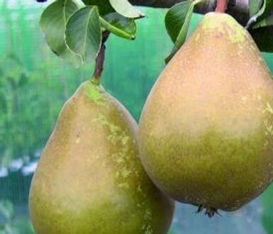 Pear Winter Cole
