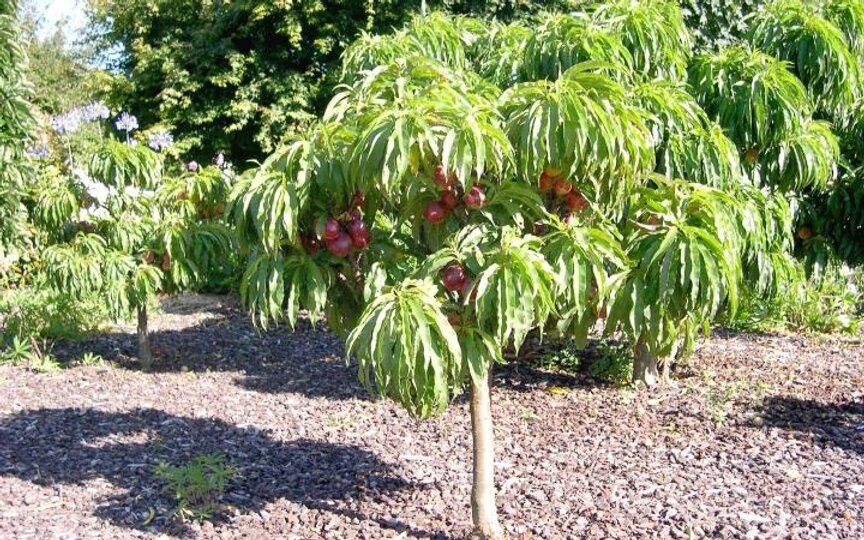Nectarine Nectar Babe (Dwarf)