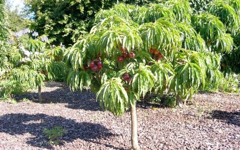 Nectarine Nectar Babe (Dwarf)