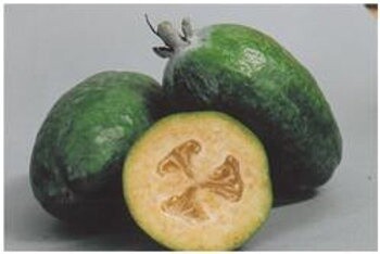 Feijoa White Goose