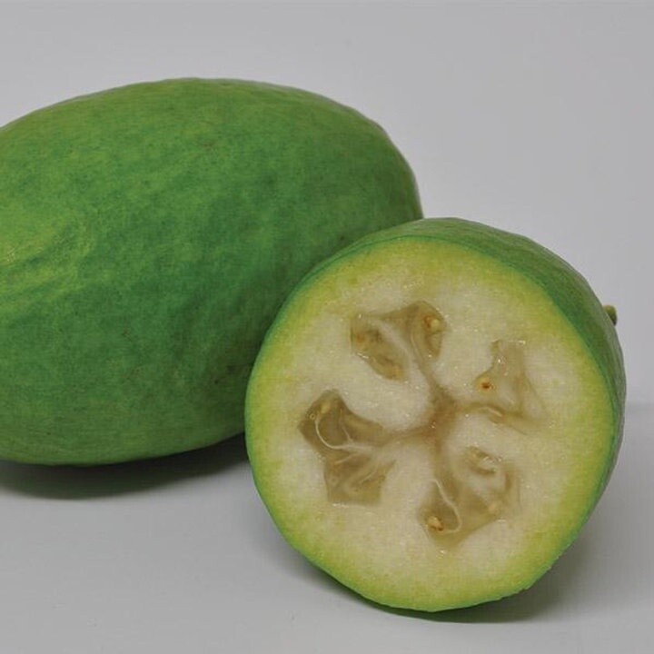 Feijoa Antoinette
