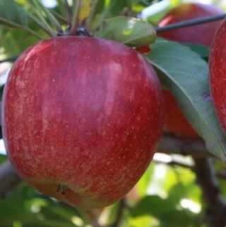 Eating Apple