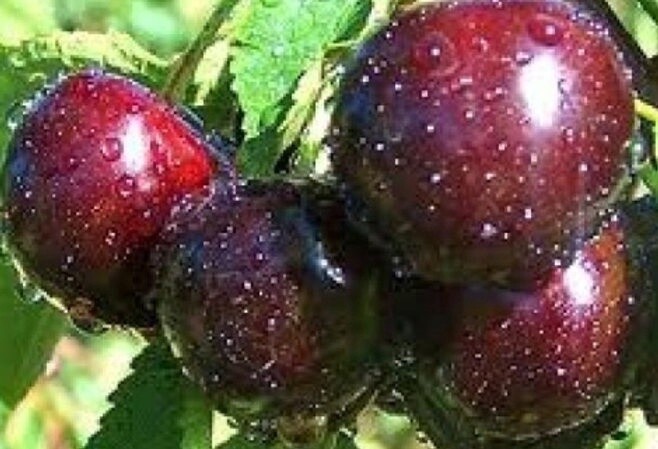 Cherry Dawson