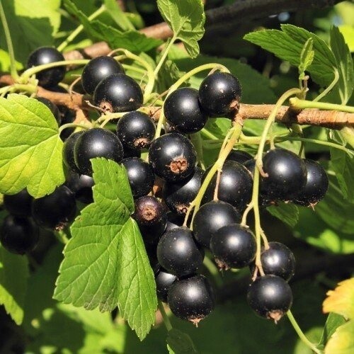 Currant Magnus