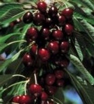 Cherry Lapins  (Sweet)