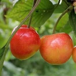 Cherry Tangshe