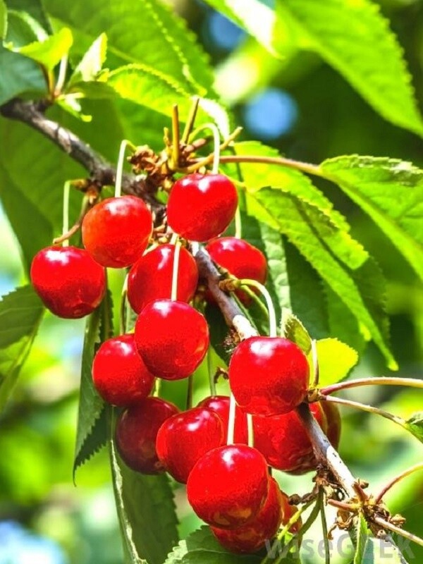 Cherry Montmorency