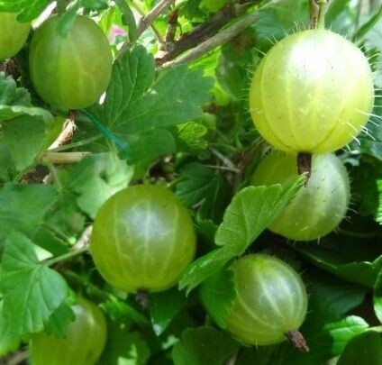 Gooseberry Invicta