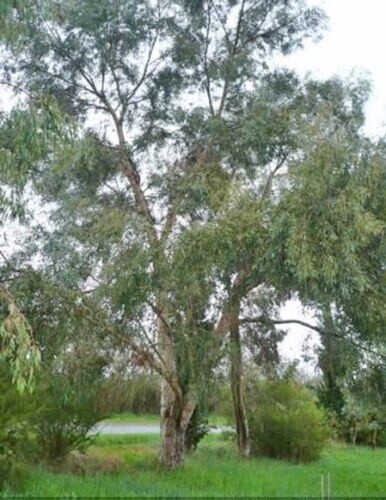 Eucalyptus rodwayi (Peppermint Swamp Gum)