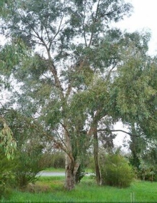 Eucalyptus rodwayi (Peppermint Swamp Gum)