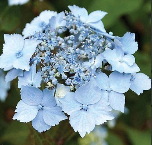 Hydrangea Blue Deckle