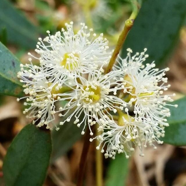 Eucalyptus nicholii