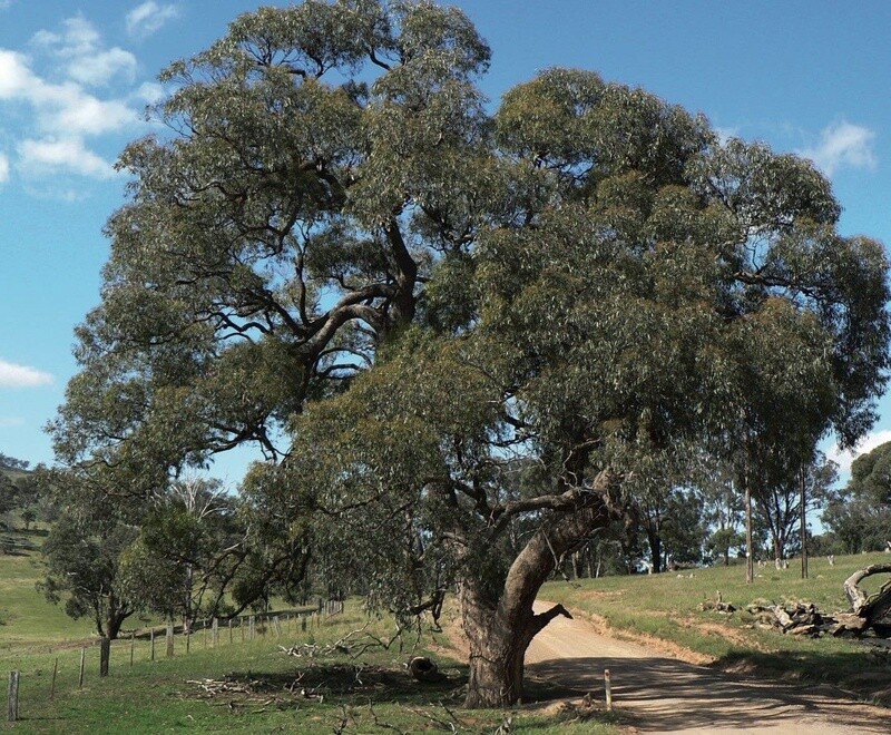 Eucalyptus bridgesiana