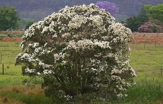 Melaleuca linariifolia &quot;Snow-in-Summer&quot;