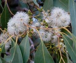 Eucalyptus ovata (Swamp Gum)
