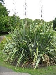 Swamp Flax (Phormium tenax)