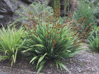 Dwarf Flax Phormium Emerald Gem