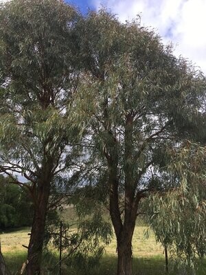 Hedging / Shelter