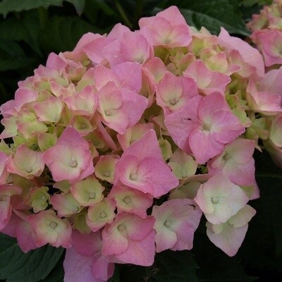 Hydrangea Brilliant