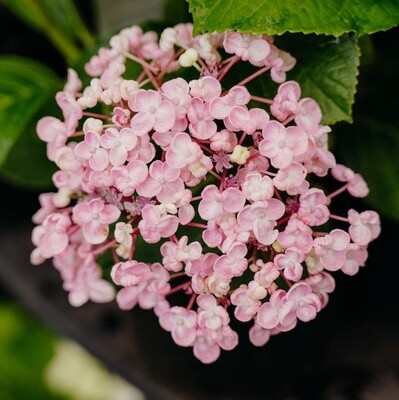Hydrangea Ayesha