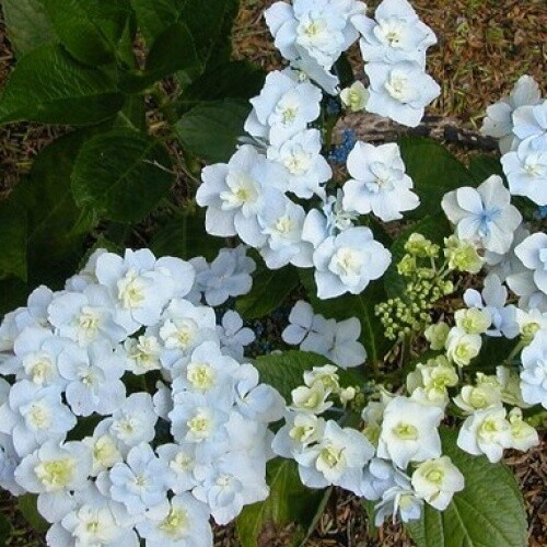 Hydrangea Trophy