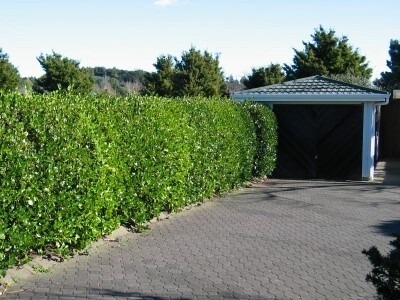 Griselinia littoralis &#39;Broadway Mint&#39;