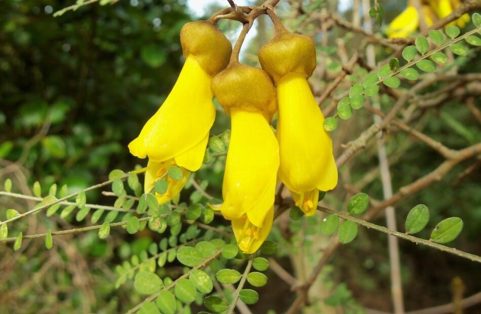 Kowhai
