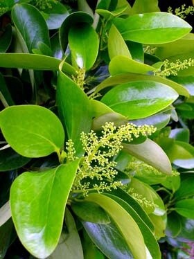Griselinia lucida