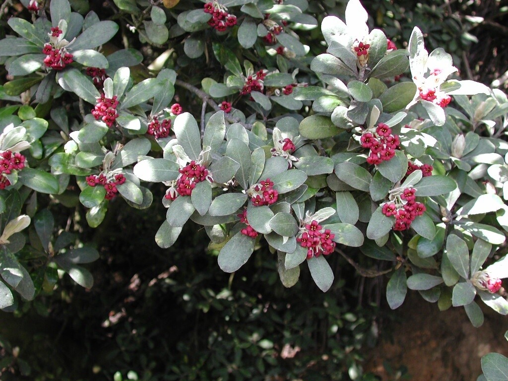 Pittosporum Crassifolium Karo